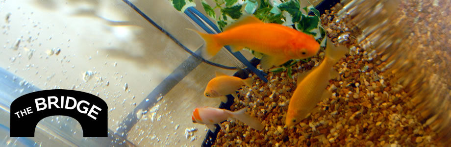 An image of some goldfish